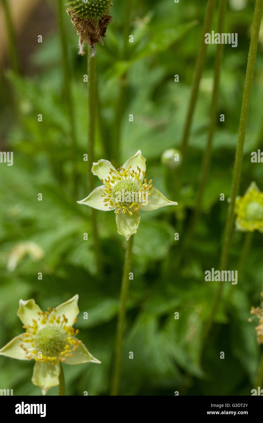 Anemone riparia Stockfoto
