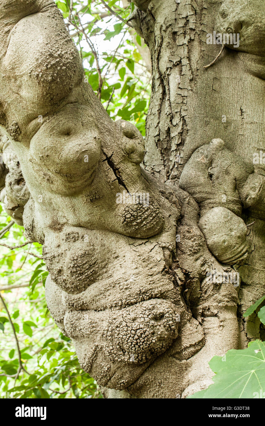 Ficus carica Stockfoto