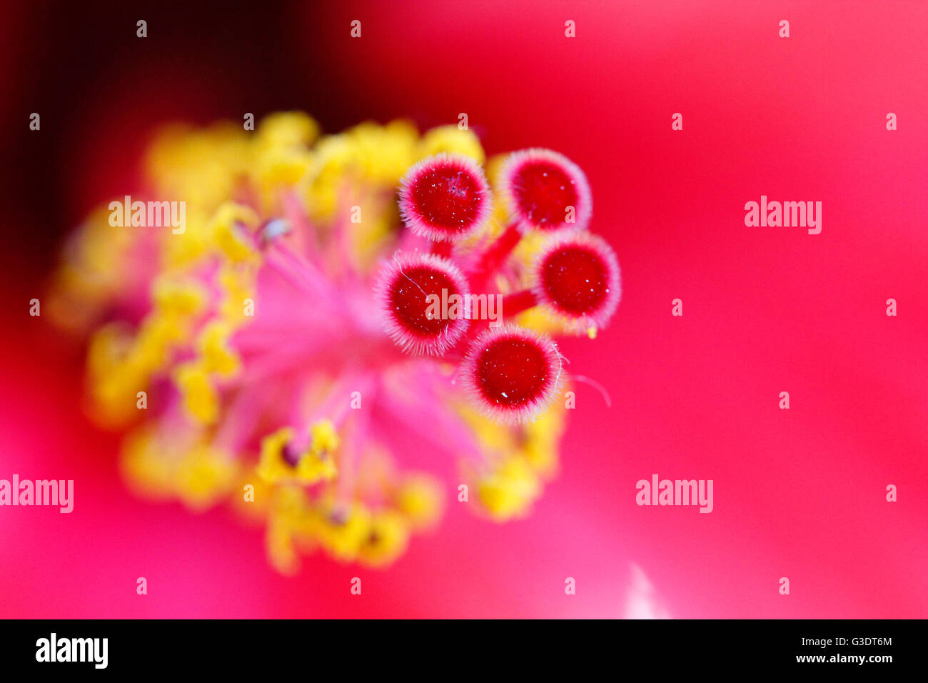 Hibiskus Rot Blume Detail, Makro Stockfoto