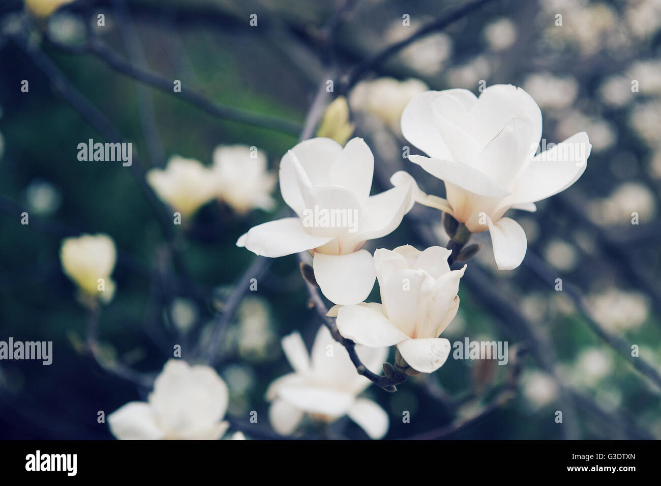 Weißen Jasminblüten auf einem Baum im park Stockfoto
