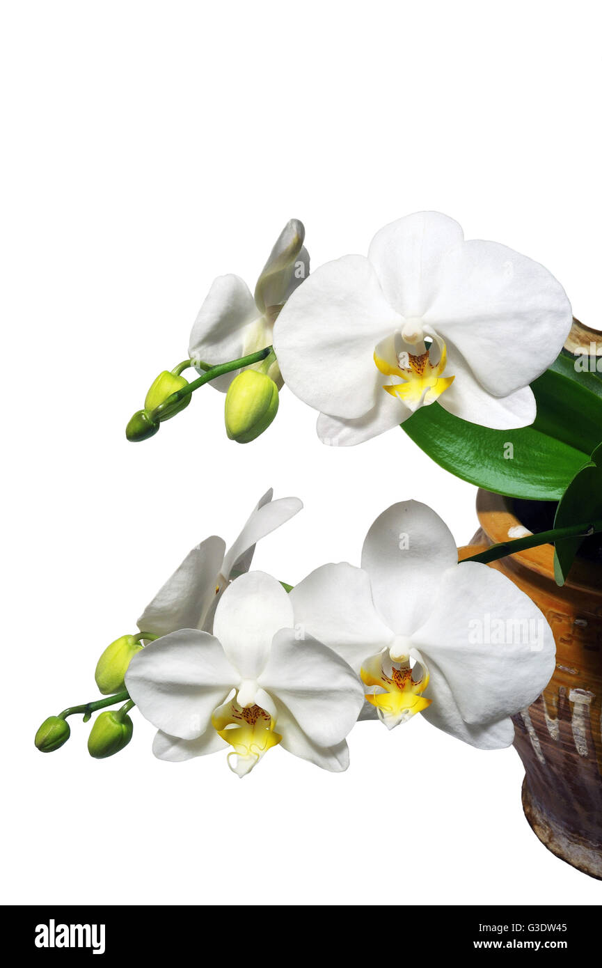 Phalaenopsis weiß Orchideen-Arten Wartungsfreundlichkeit fotografiert im Studio auf weißem Hintergrund Stockfoto