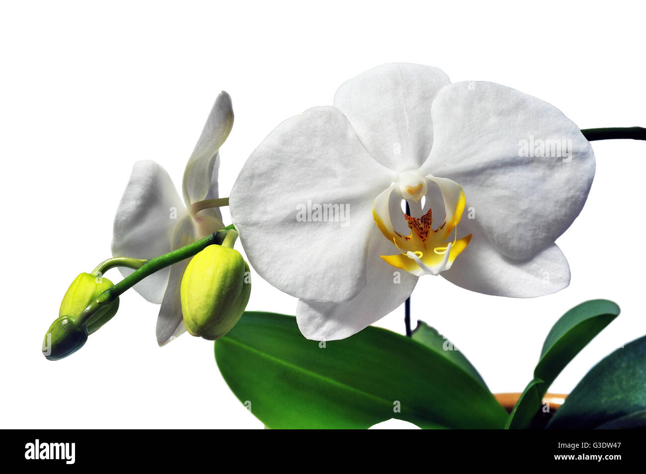 Phalaenopsis weiß Orchideen-Arten Wartungsfreundlichkeit fotografiert im Studio auf weißem Hintergrund Stockfoto