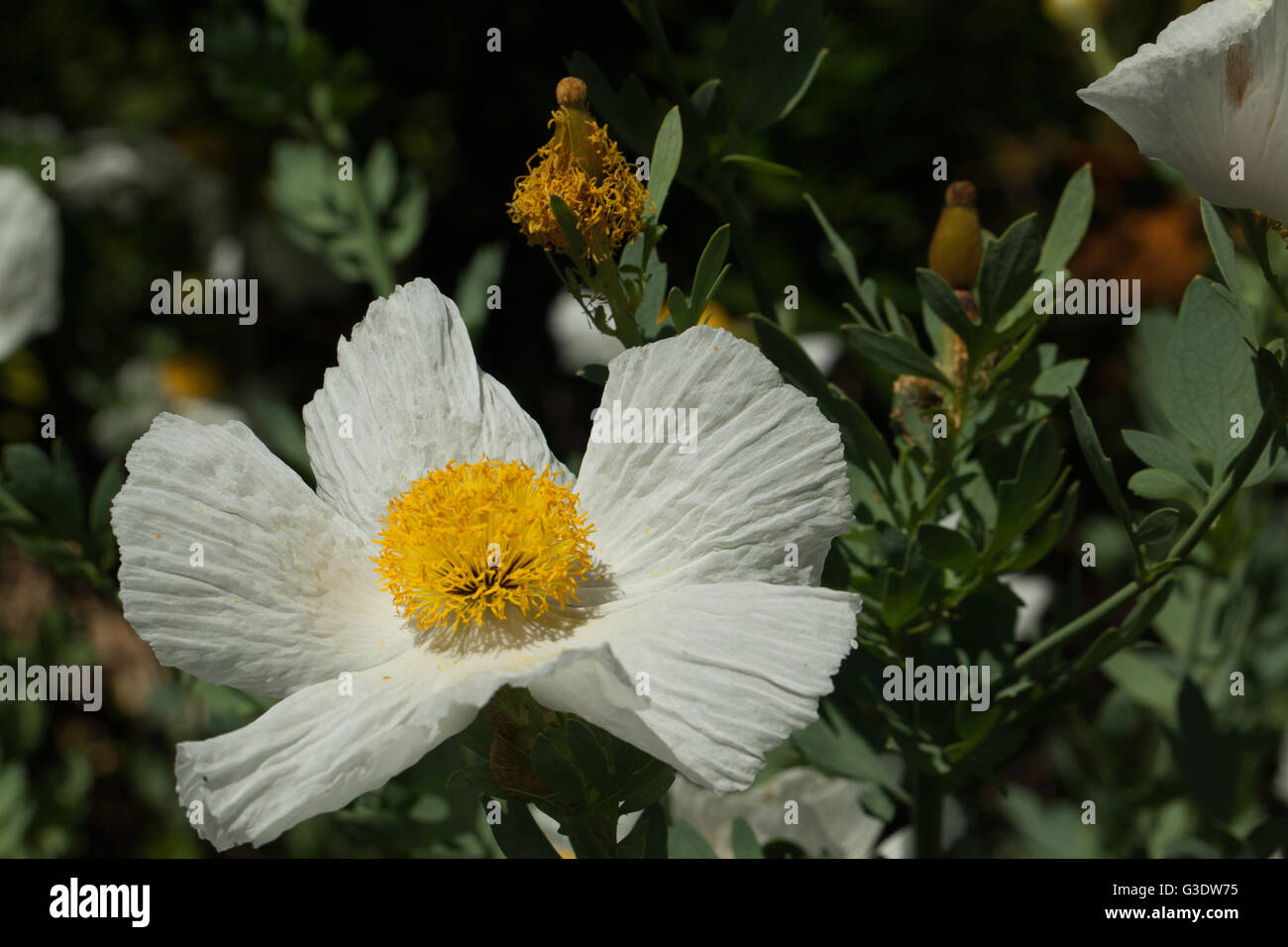 Romneya coulteri Stockfoto