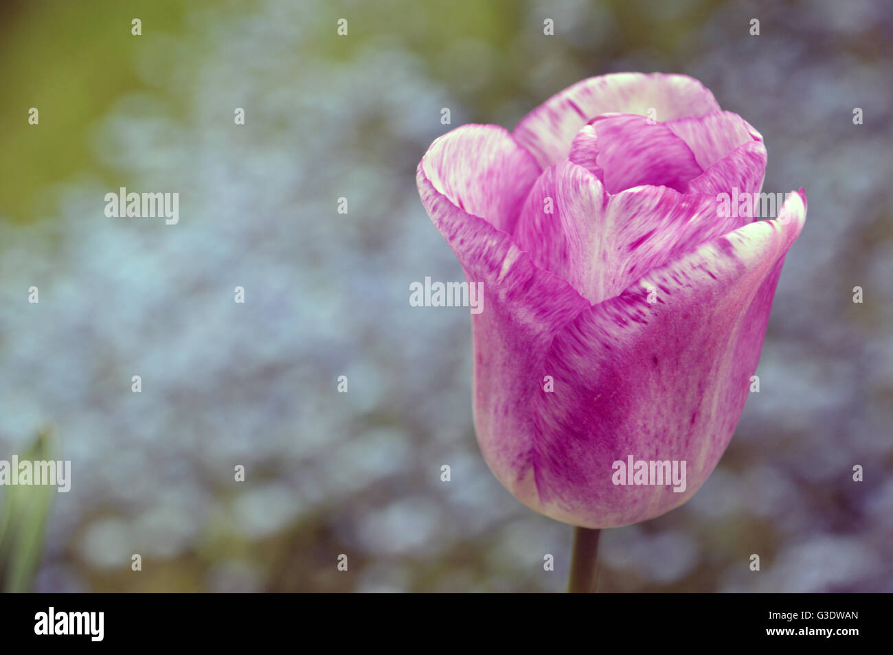 Einzelne Shirley Tulpe Blüte auf floraler Hintergrund Stockfoto