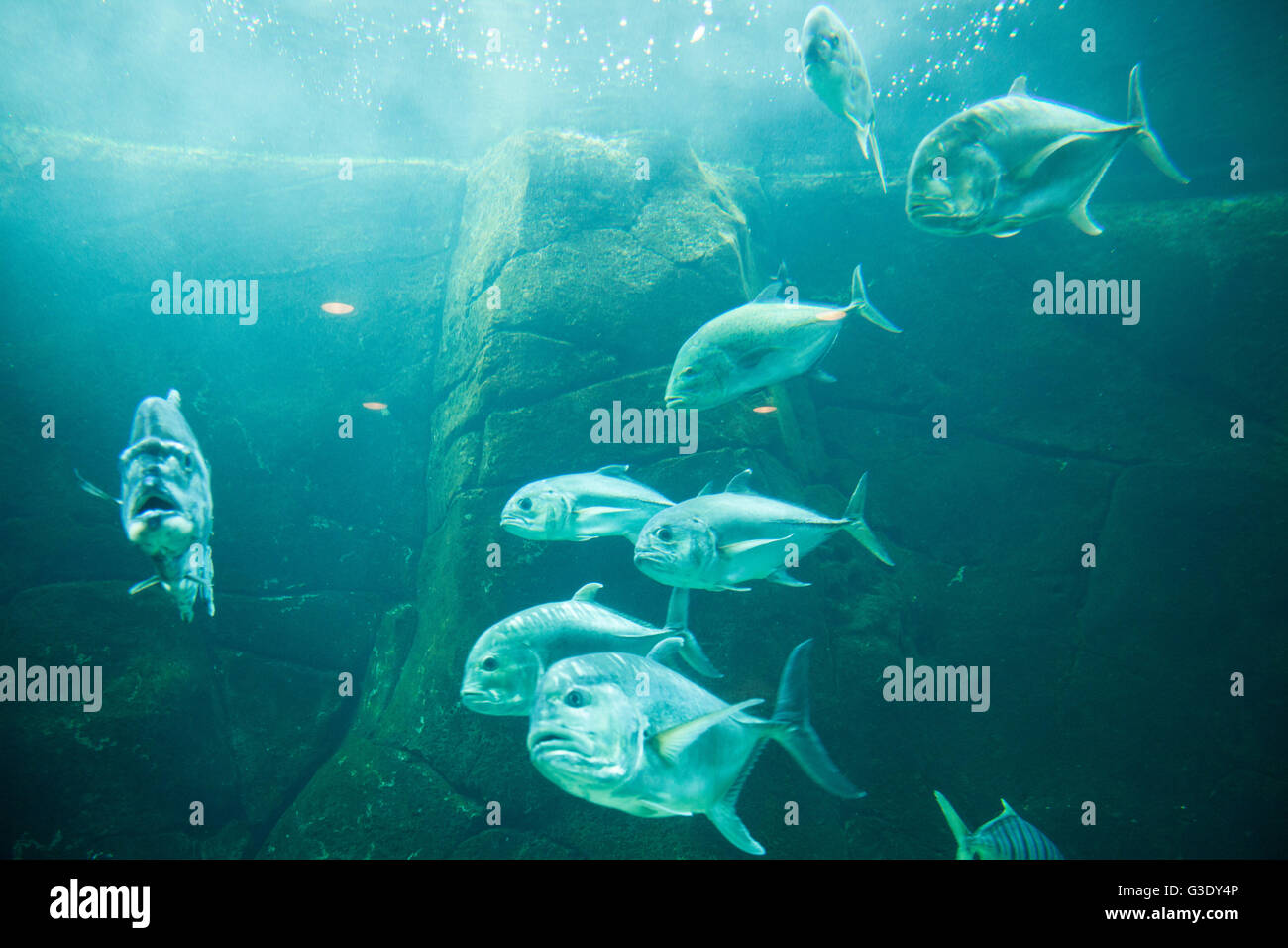 Fische aus Sicht