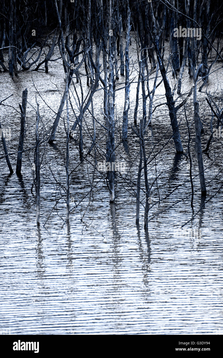 Tote Bäume in einem See Stockfoto