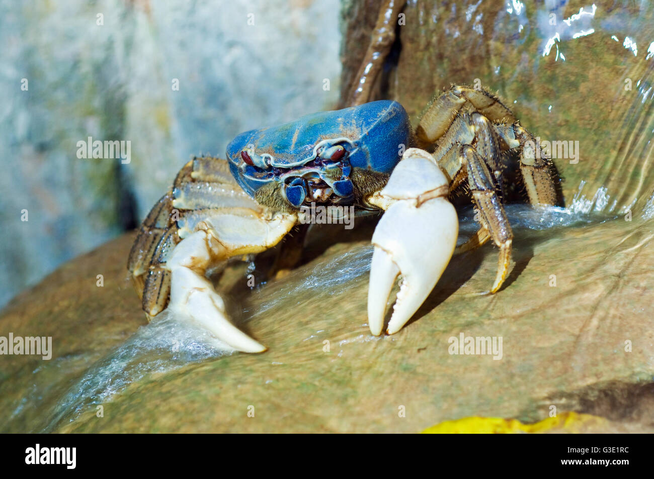 Blaue Krabbe Fütterung in einem Strom, Christmas Island, Australien Stockfoto