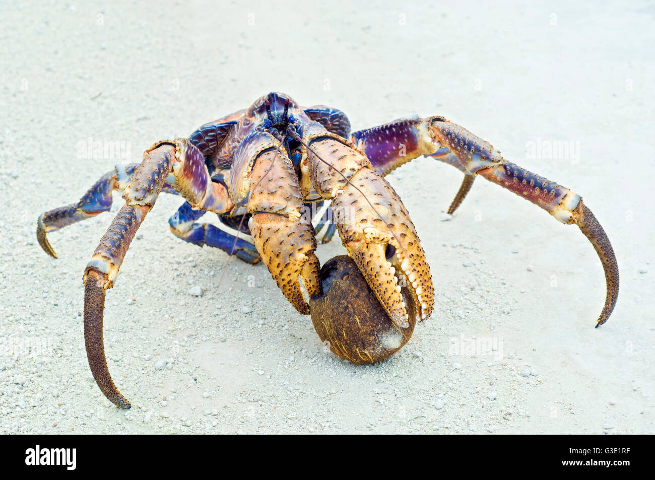 Der Coconut Crab, Birgus Latro, Fütterung auf eine Kokosnuss. Weihnachtsinsel, Australien. Stockfoto