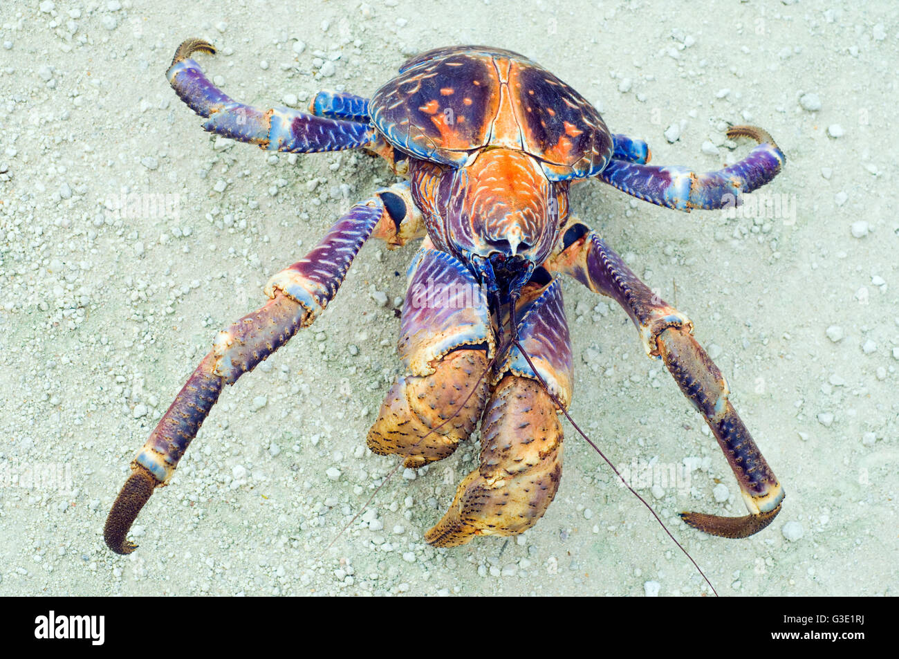 Der Coconut Crab, Birgus Latro. Weihnachtsinsel, Australien. Stockfoto