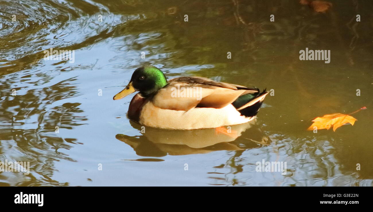 Enten schwimmen in einem Teich Stockfoto