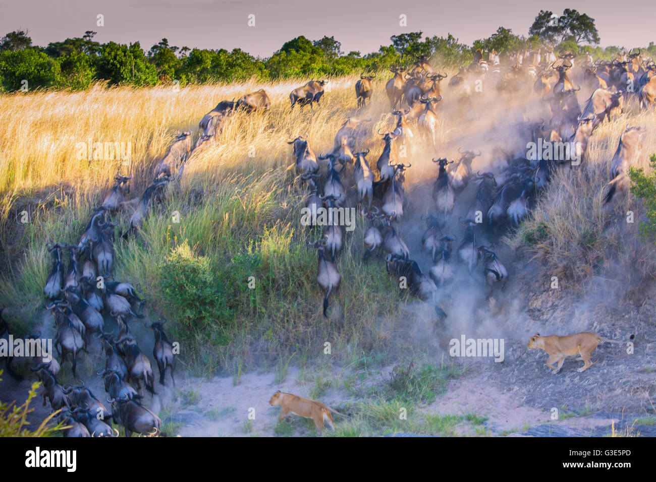 Gnus, Connochaetes Taurinus, Überquerung des Mara Flusses mit zwei Löwinnen, Panthera Leo, in der Verfolgung Stockfoto