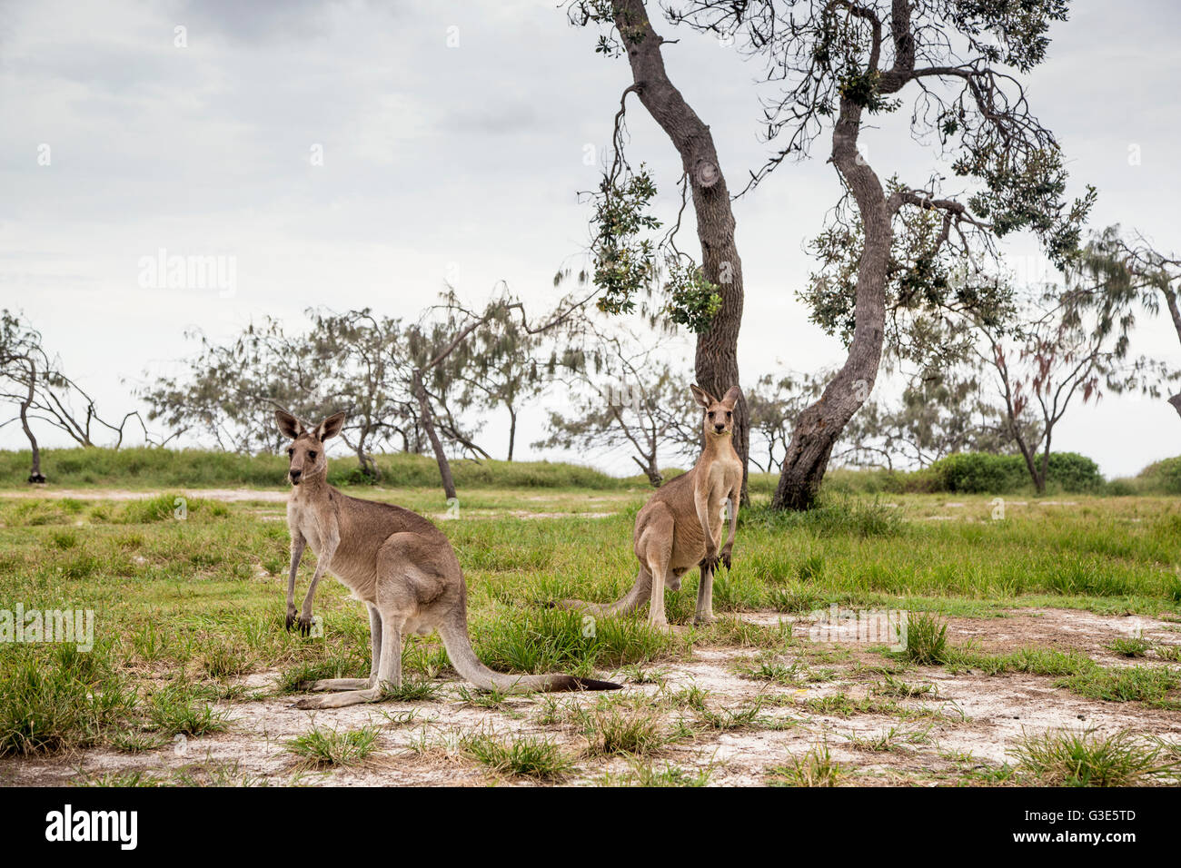 Kängurus auf dem Noosa North Shore; Queensland, Australien Stockfoto