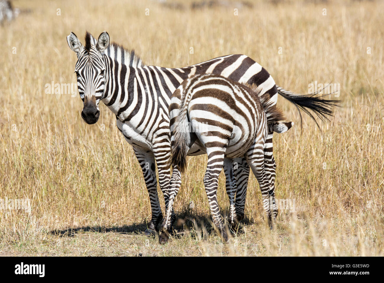 Burchell Zebra, Equus Quagga Burchellii, Mutter, Blick in die Kamera und Krankenpflege Colt, Masai Mara National Reserve, Kenia, Afrika Stockfoto