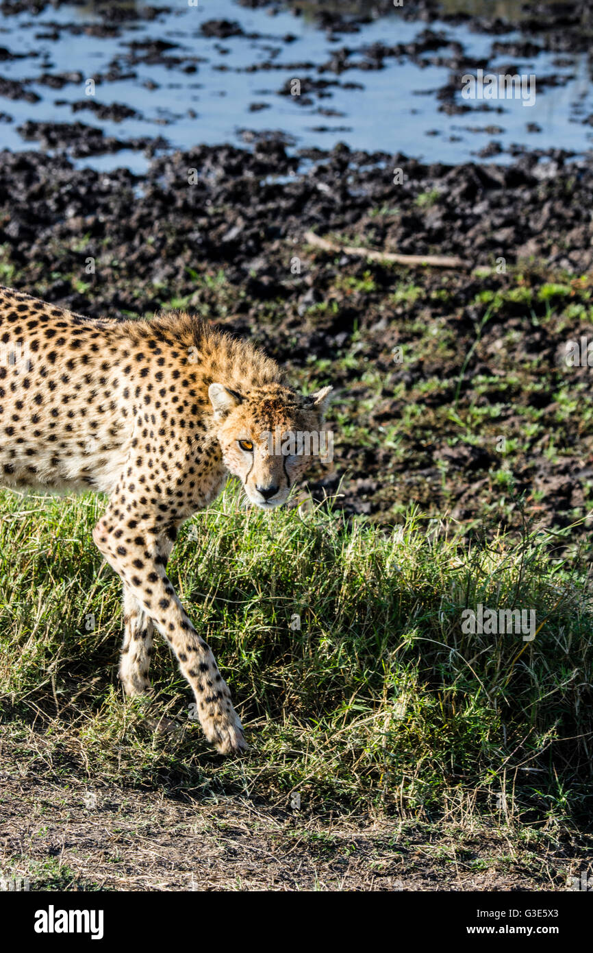 Eine Erwachsene Geparden, Acinonyx Jubatus, Wandern, auf der Suche nach Beute, Masai Mara National Reserve, Kenia, Ostafrika Stockfoto