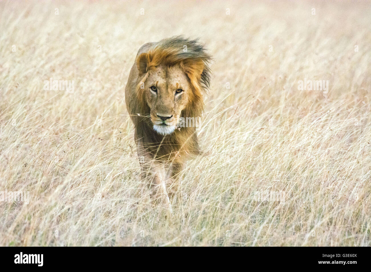 Erwachsenen Wild männlicher Löwe, Panthera Leo, zu Fuß durch langes Grass wind wehenden Mähne, Blick auf Kamera, Masai Mara National Reserve, Kenia, Afrika Stockfoto