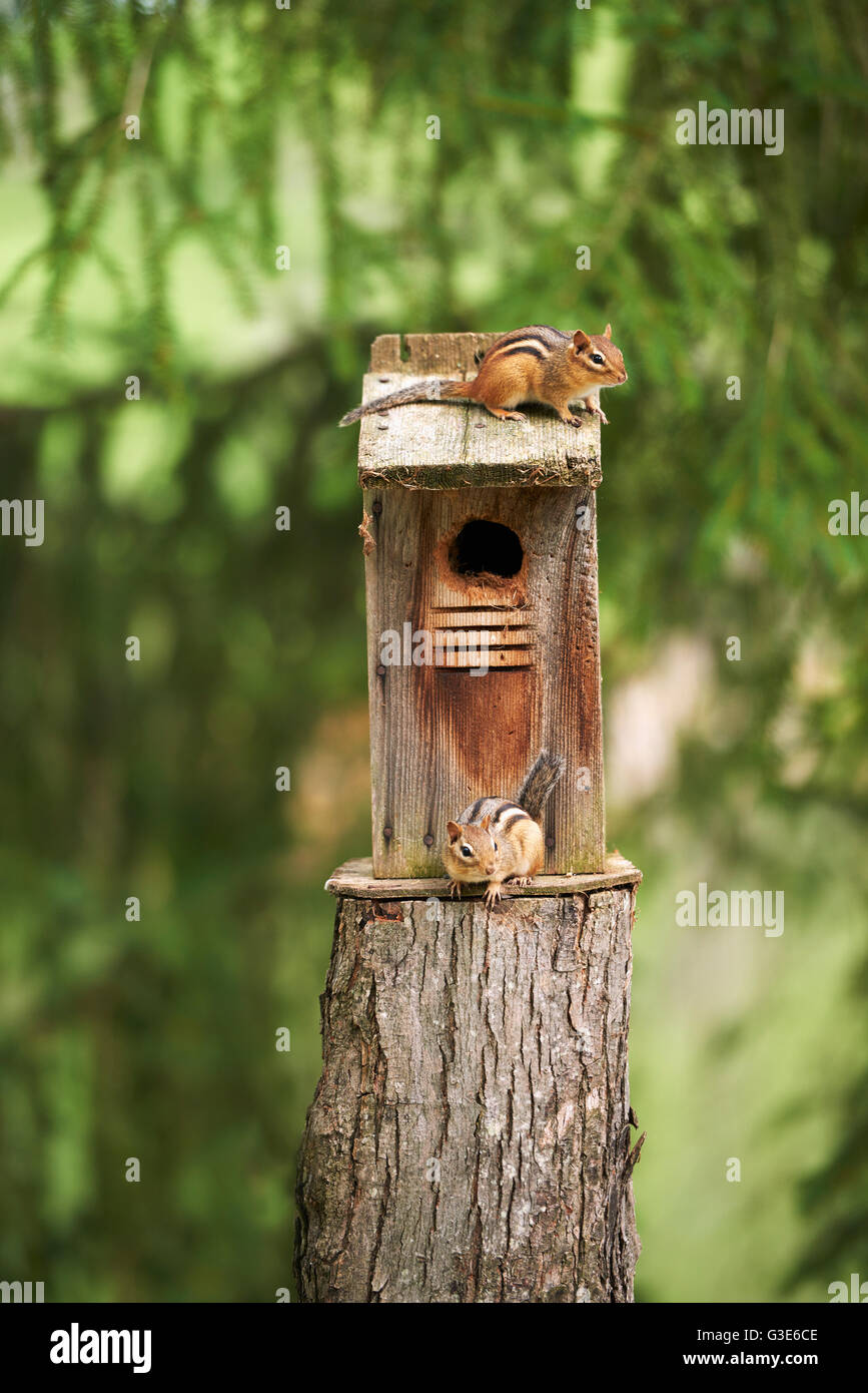 Zwei Streifenhörnchen in einem Vogelhaus; Ontario, Kanada Stockfoto