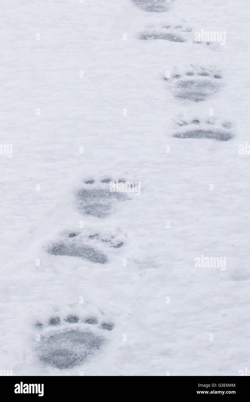 Eisbär Pfoten zu Fuß über das Eis; Churchill, Manitoba, Kanada Stockfoto