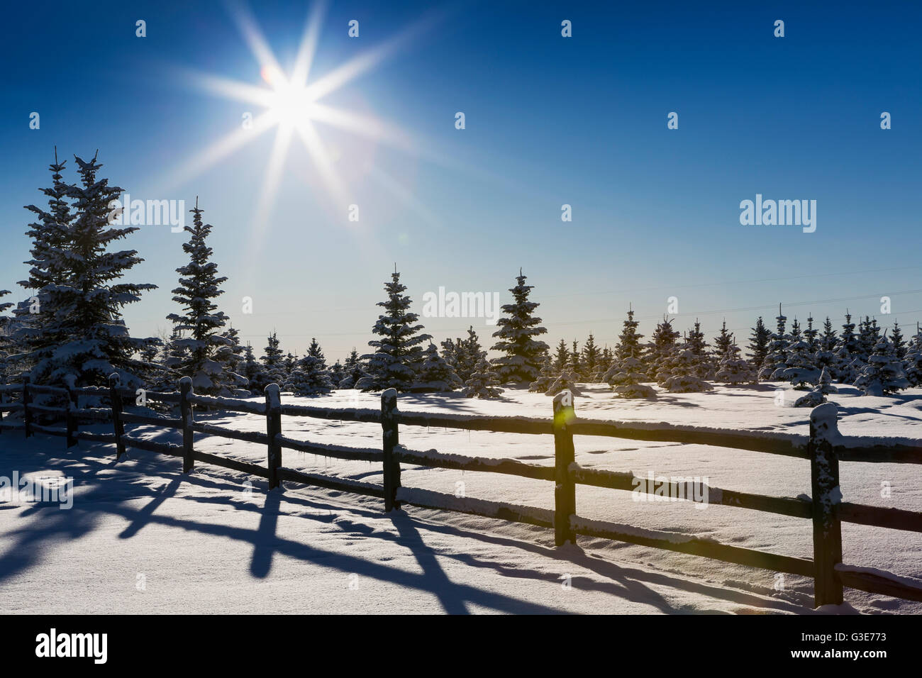 Ein Silhouette Holzscheit Zaun im Schnee bedeckt mit Schnee bedeckten immergrüne Bäume ein Platzen der Sonne und blauer Himmel; Calgary, Alberta, Kanada Stockfoto