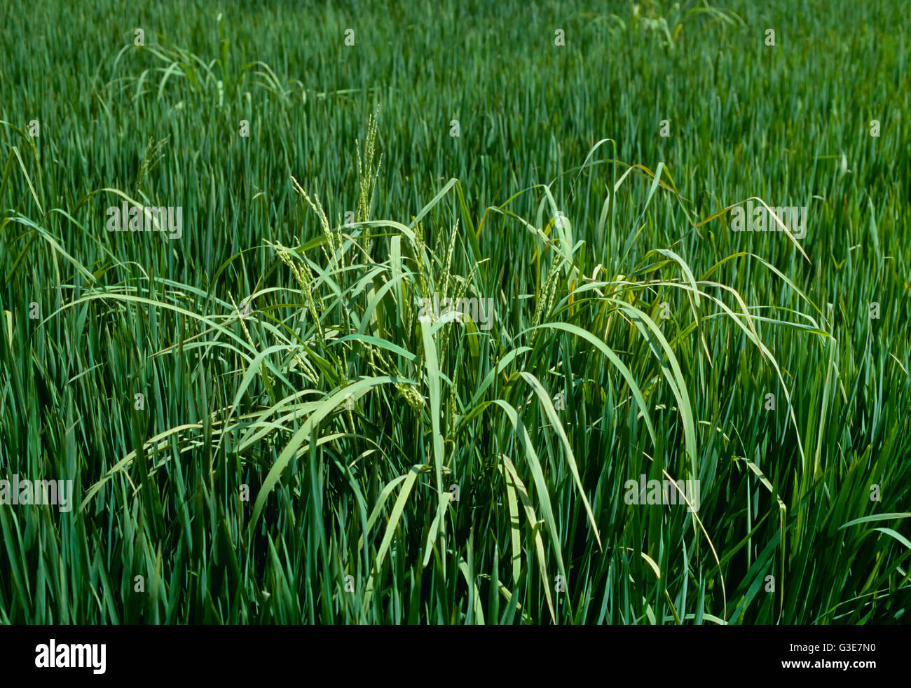 Landwirtschaft - Unkraut, Roter Reis (Oryza Trommler) wächst in einer Reisernte, ein großes Problem in dieser Kultur / Arkansas, USA. Stockfoto