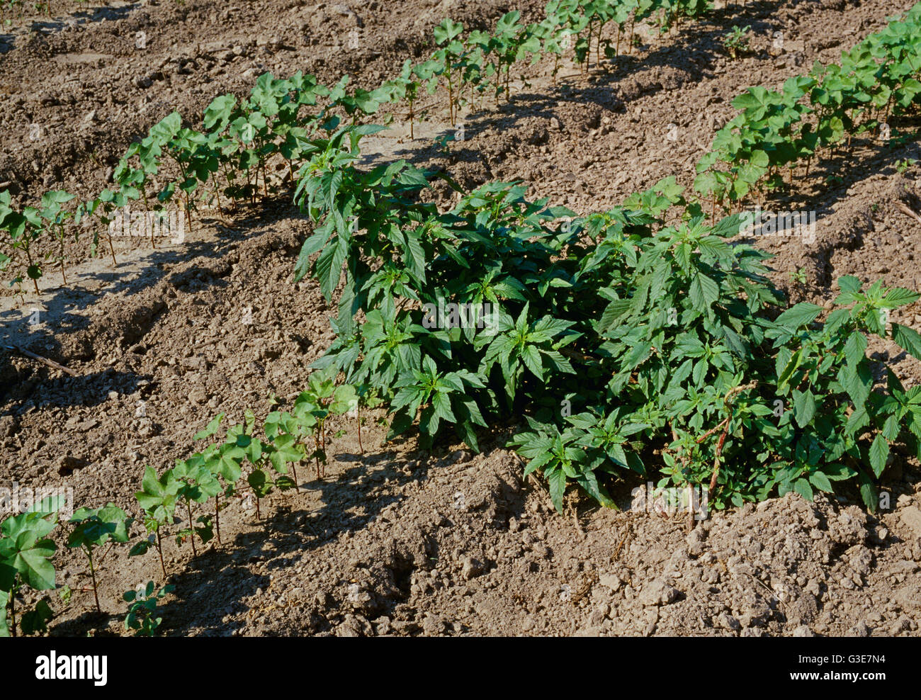 Landwirtschaft - Unkraut, Fuchsschwanz (Amaranthus SP.) Befall im frühen Wachstum Baumwolle / Arkansas, USA. Stockfoto