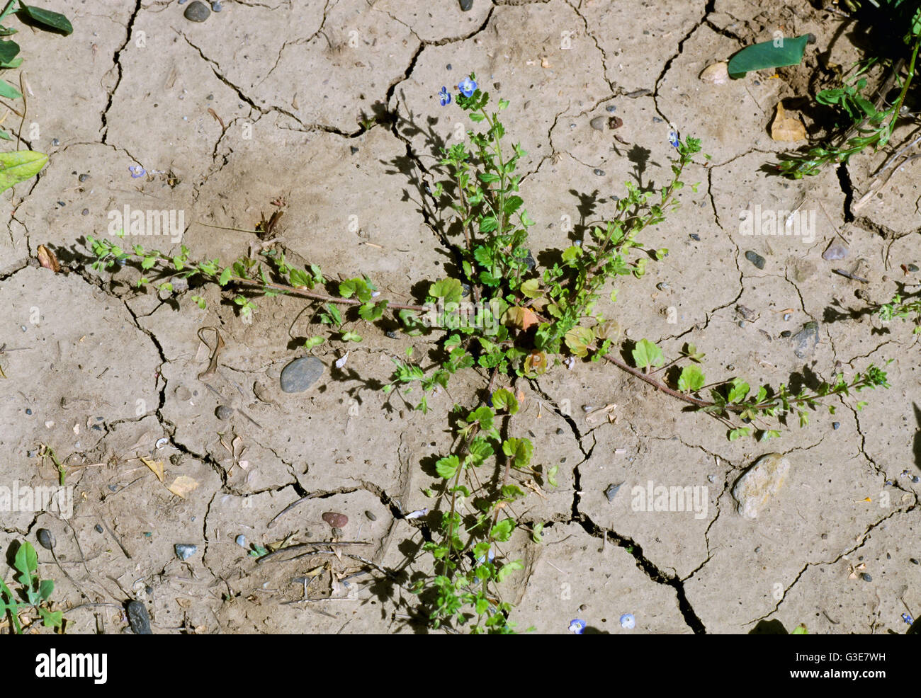 Landwirtschaft - Unkraut, persischer Ehrenpreis (Veronica Persica) aka. Birdeye Speedwell, Birdseye Ehrenpreis, byzantinische Portulak Winter Speedwell Stockfoto