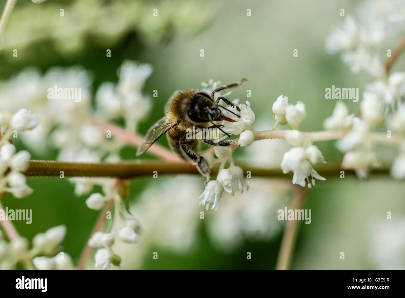 Zarte weiße Blüte mit Bee Pollen sammeln Stockfoto