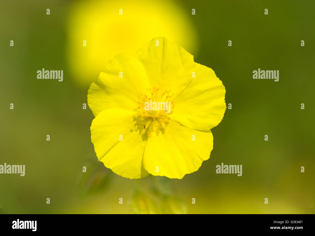 Gemeinsamen Rock Rose (Helianthemum Nummularium). Schöne zarte gelbe Blüten dieser niedrig wachsende Pflanze in der Familie Cistaceae Stockfoto
