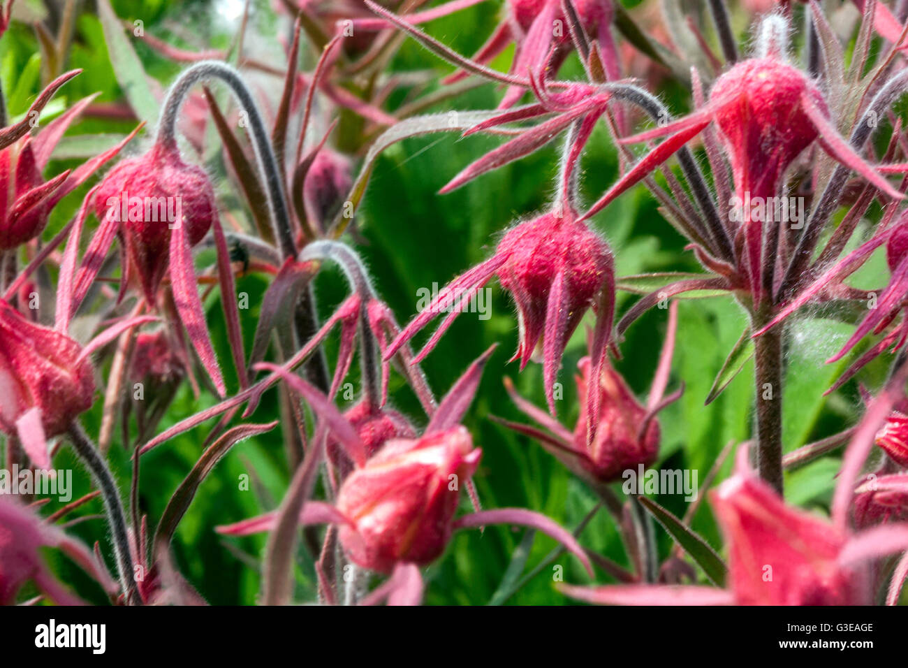 Prairie Smoke Flower, Geum triflorum Stockfoto