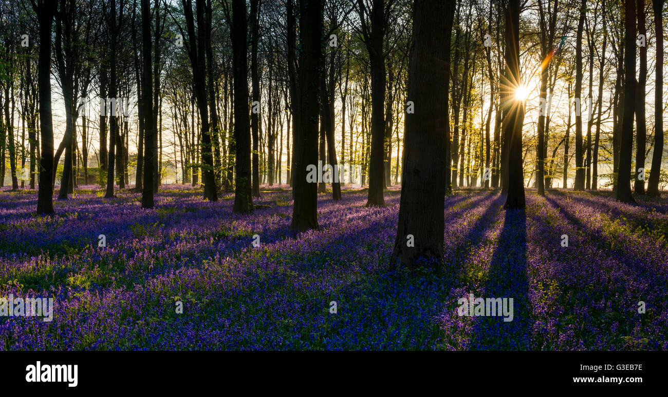 Sunrise wirft lange Schatten auf Glockenblumen in einem englischen Waldgebiet. Stockfoto