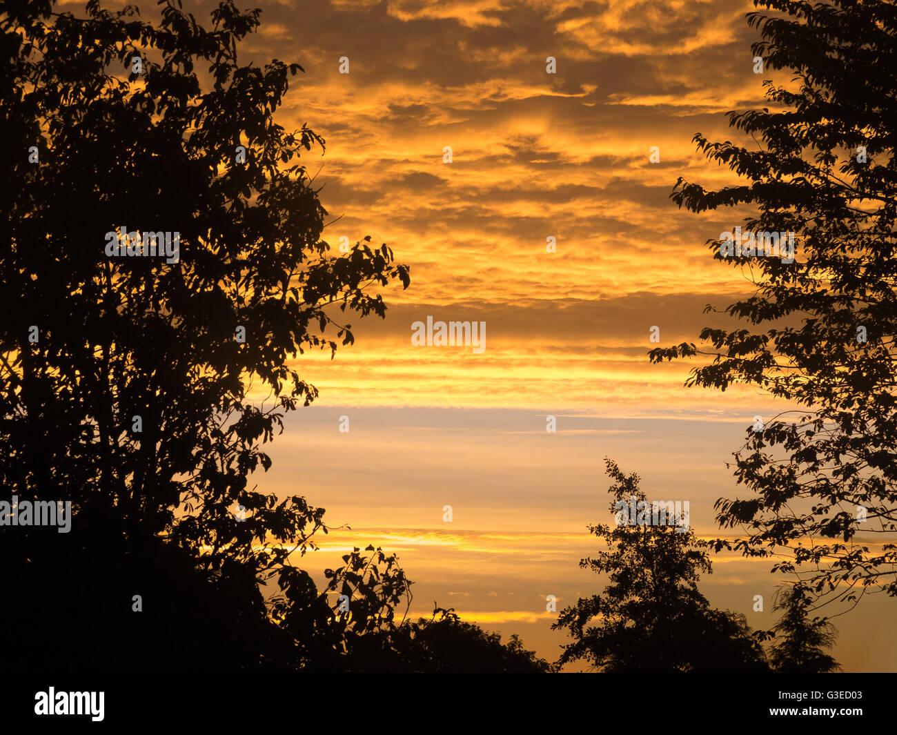 Baum-Silhouetten und einen seltsamen Himmel Stockfoto