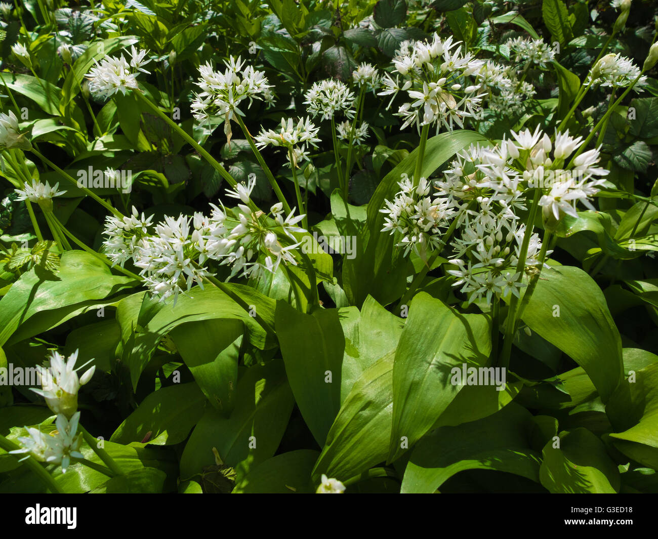 Bärlauch Blume A. ursinum Stockfoto