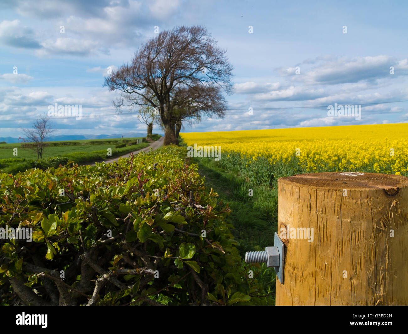 Raps-Feld und Holzzaun post Stockfoto