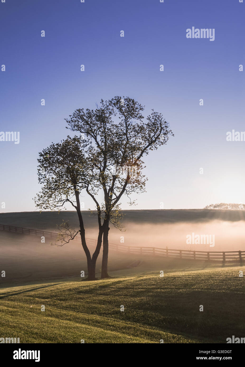 Baum im Nebel von Kentucky als die Sonne steigt über die Berge für den Tag Stockfoto