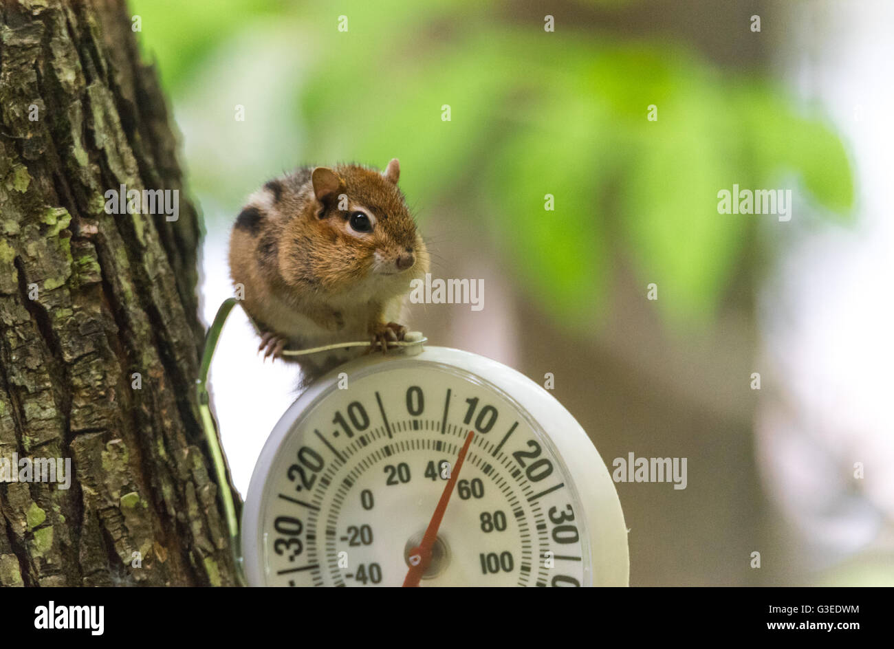 Ein neugierig Streifenhörnchen (Tamias) thront oben auf Messuhr im kühlen Schatten.  Kleine Eichhörnchen blieb auf ein Außenthermometer. Stockfoto