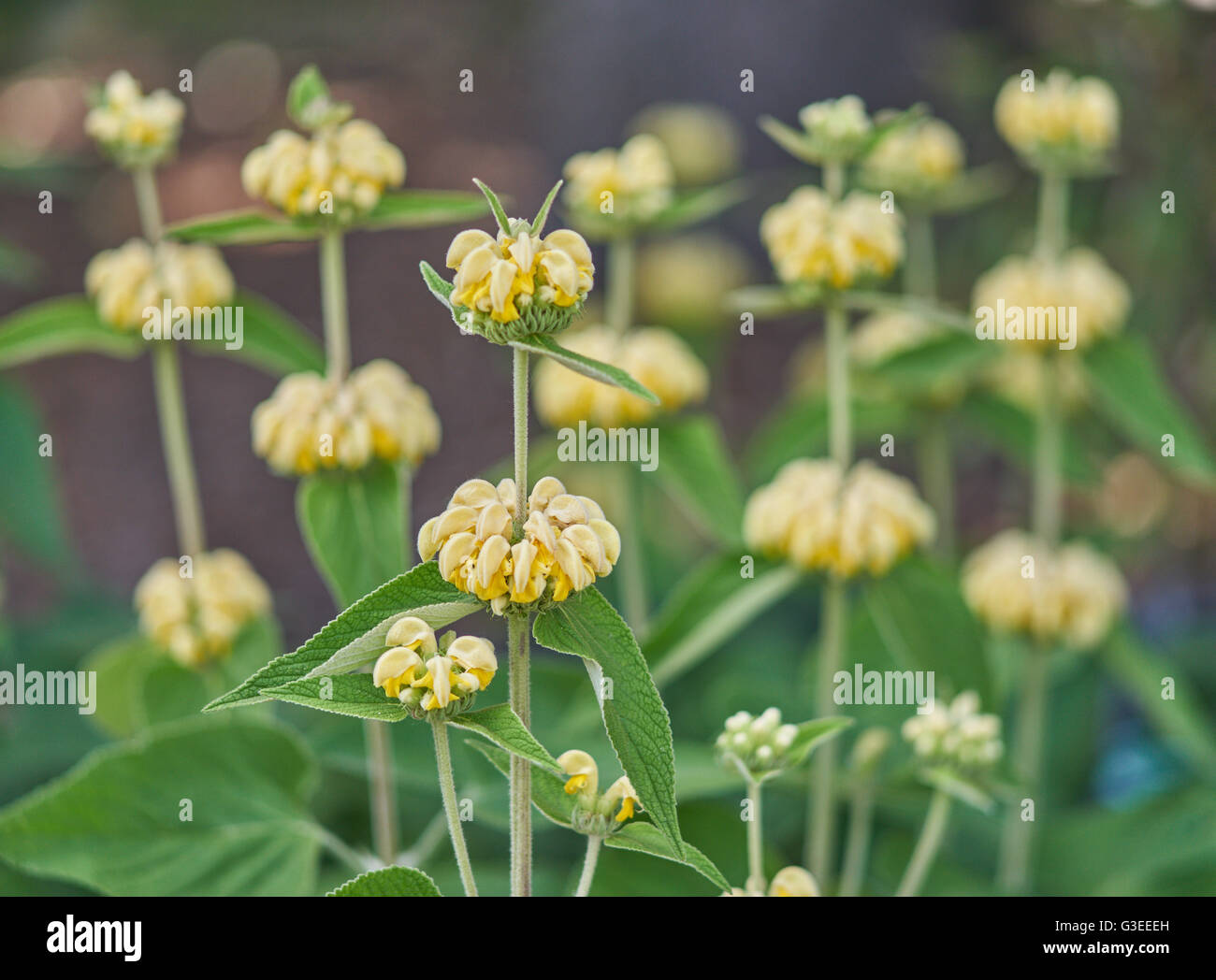 Jerusalem Salbei Lampwick Pflanzen blühende Phlomis russeliana Stockfoto