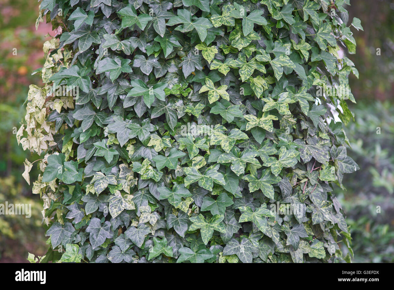 Alten Rosskastanie Baum bedeckt mit Efeu Hedera helix Stockfoto