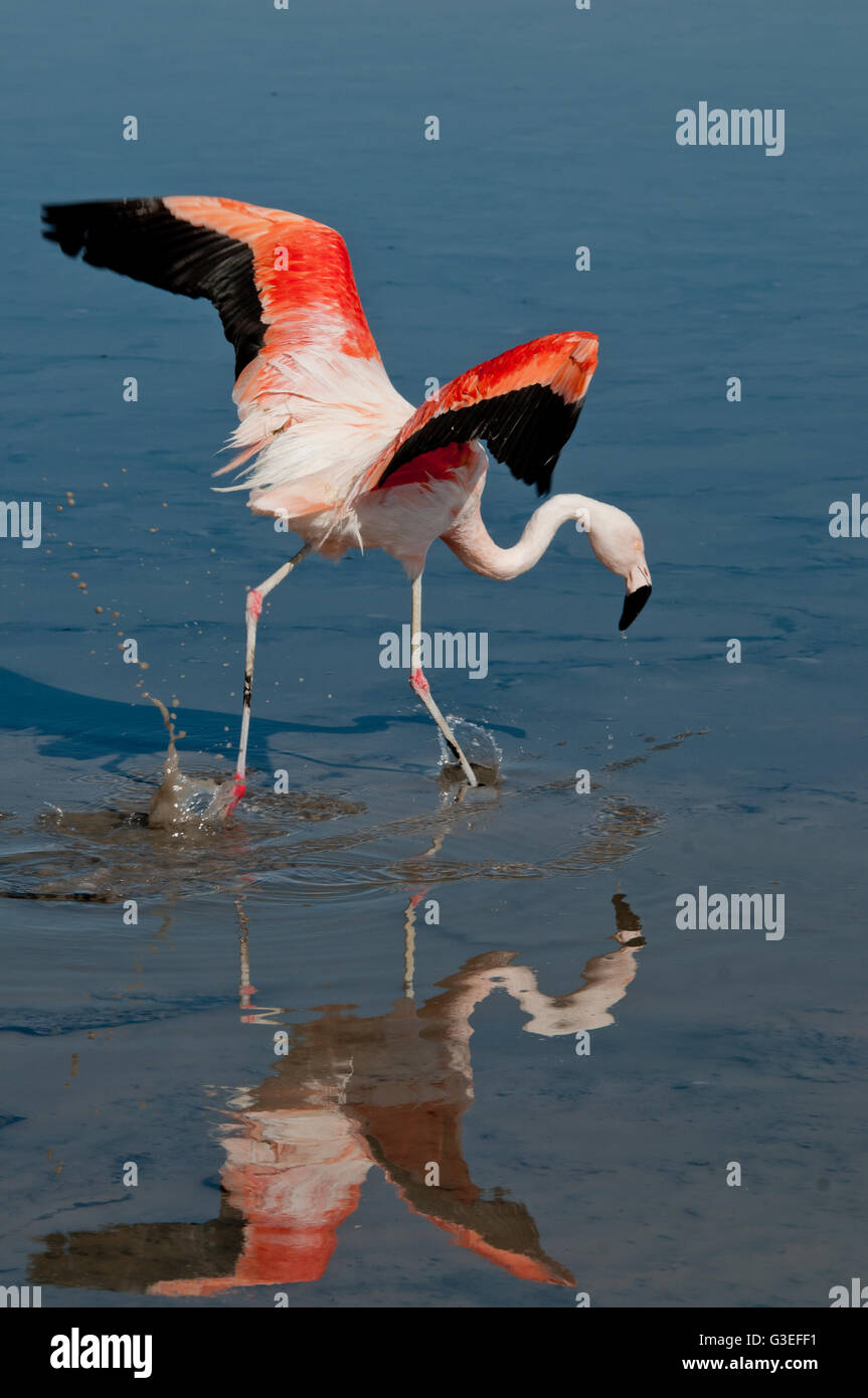 Chile, Laguna Chaxa Anden Flamingo Stockfoto