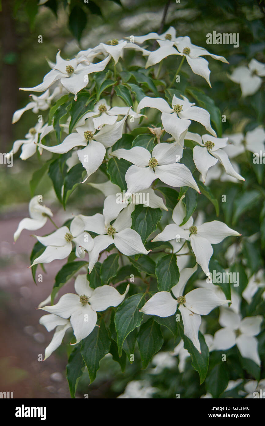 Kousa Hartriegel weiße Blüte nah, Cornus kousa Stockfoto