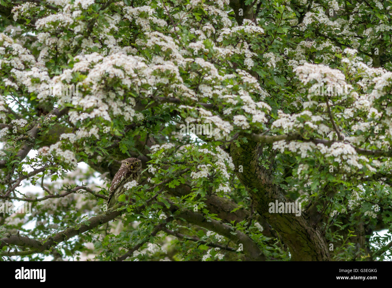 Kleine Eule gut getarnt in einem blühenden Weißdorn Baum Stockfoto
