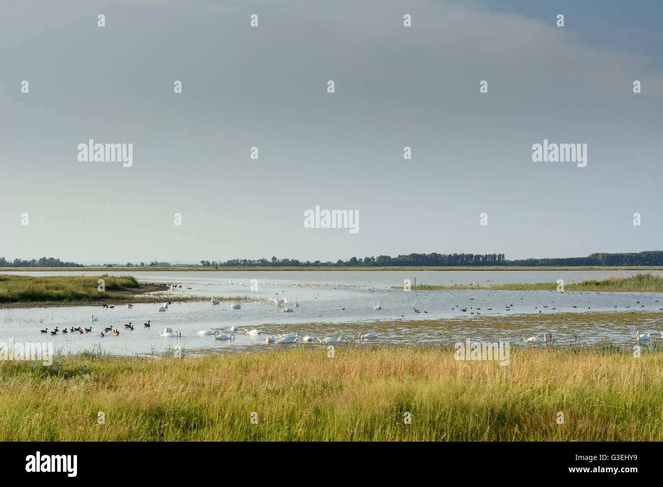 See Lange Lacke: Höckerschwäne, Enten und Graugänse, Apetlon, Nationalpark Neusiedler See-Seewinkel, Burgenland, Österreich Stockfoto