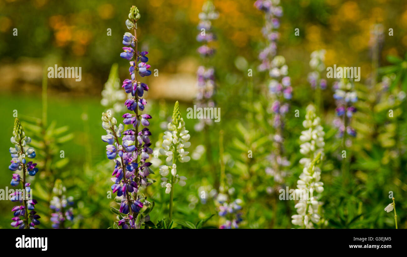 Bunte Lupinen Blumen Stockfoto