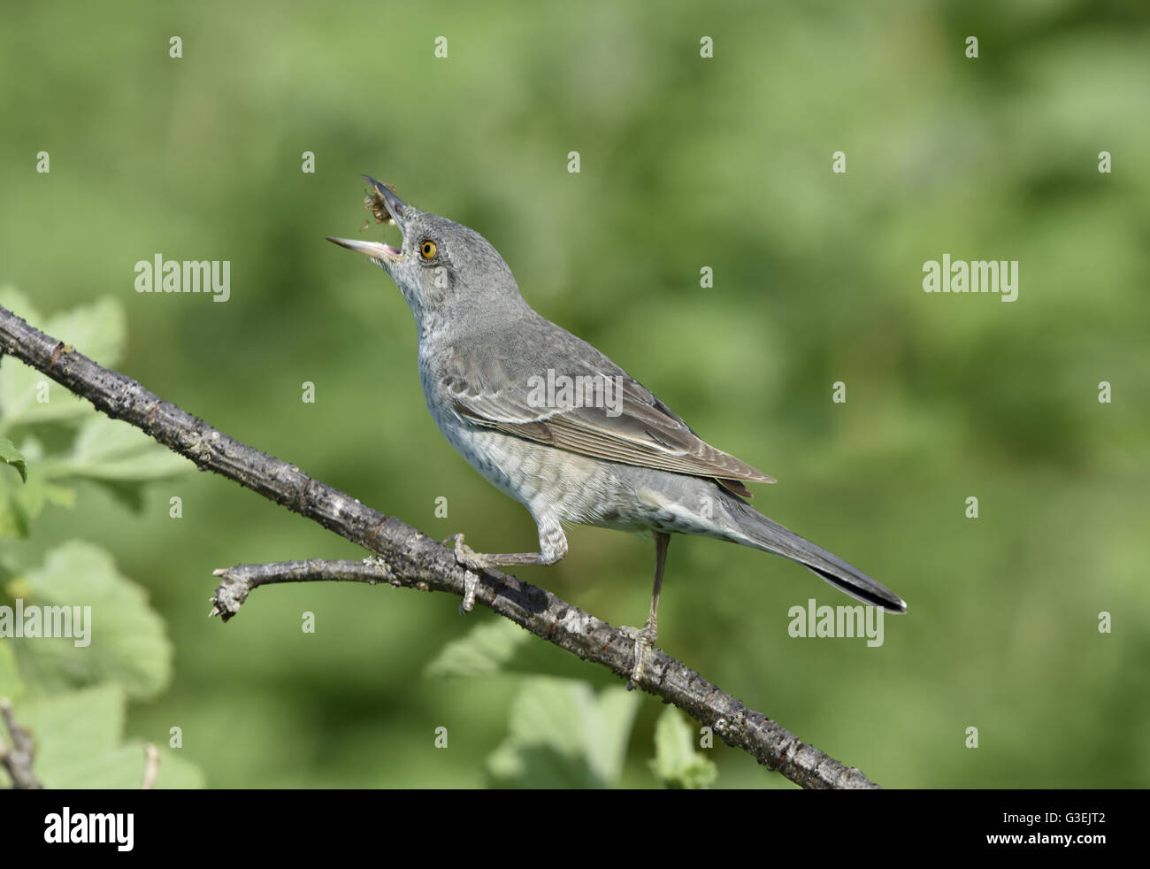 Barred Warbler - Sylvia nisoria Stockfoto