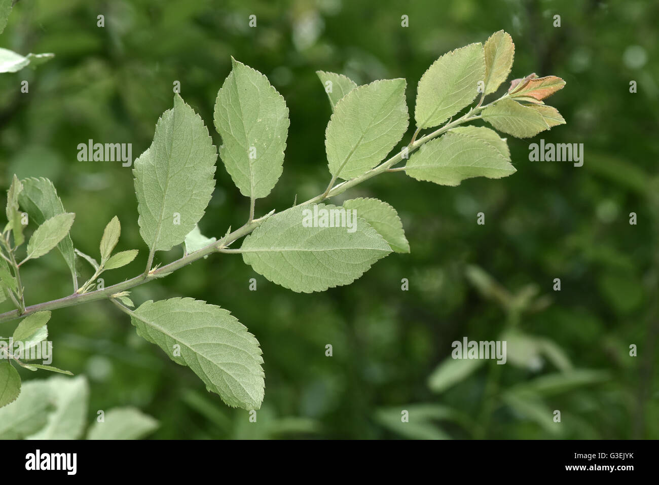 Blackthorn - Prunus spinosa Stockfoto