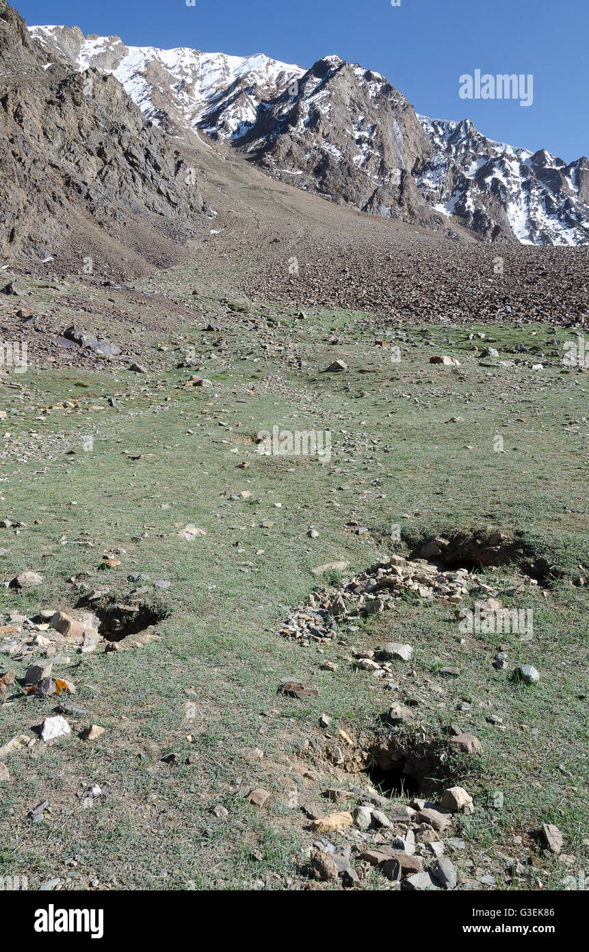 Himalaya-Murmeltier Löcher auf Berg, Sarchu, Manali - Leh Road, Himachal Pradesh, Indien, Stockfoto