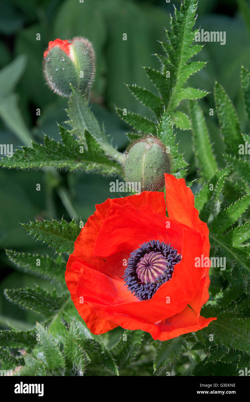 Nahaufnahme von einer hellen roten orientalische Mohn mit zwei Blütenknospen in einer Cheshire Garten Alsager England Vereinigtes Königreich UK Stockfoto