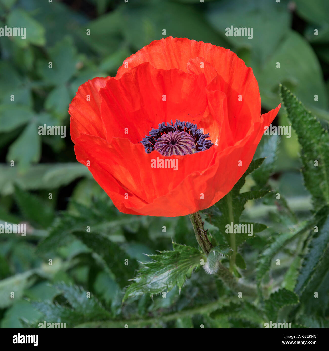 Eine einzelne helle rote orientalische Mohn Blume in voller Blüte in einer Cheshire Garten Alsager England Vereinigtes Königreich UK Stockfoto