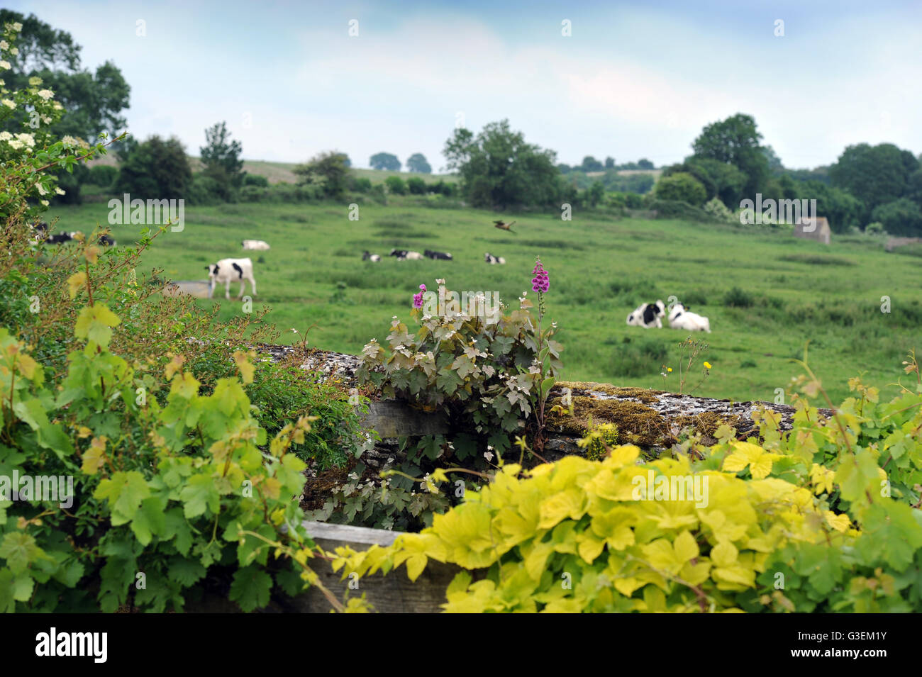 Der Blick aus einem Bauerngarten in den Cotswolds in Oxfordshire, Vereinigtes Königreich Stockfoto