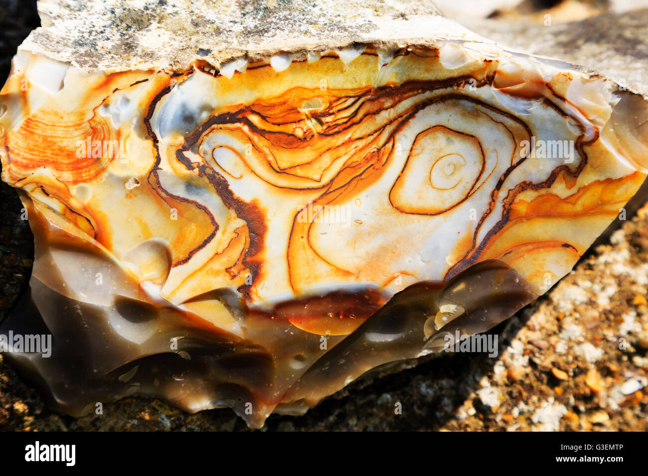 Querschnitt von geteilt Norfolk Flint. Stockfoto