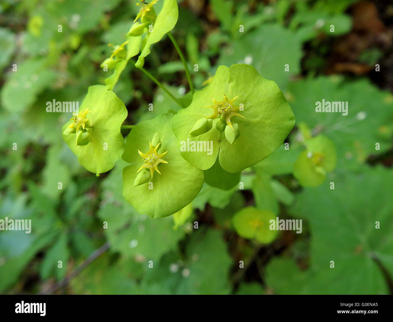 Blumen von Euphorbien, (Euphorbia Esula), gelb-grünen Wald Pflanze, Stockfoto