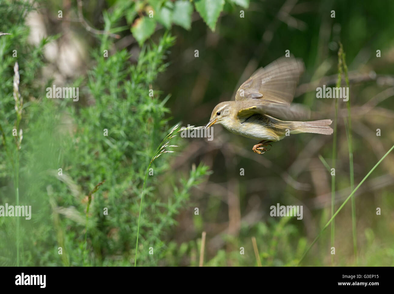 Willow Warbler-Phylloscopus Trochilus, im Flug. Frühling. UK Stockfoto